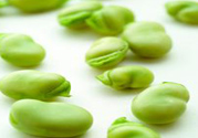 蠶豆是熱性還是涼性？蠶豆是熱性的嗎？
