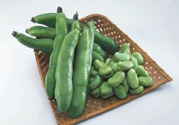 蠶豆是發(fā)物嗎？蠶豆是不是發(fā)物？