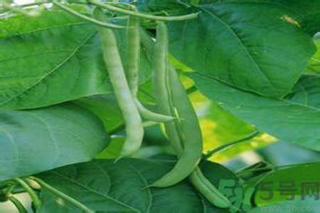 四季豆沒熟吃了會(huì)中毒嗎？吃四季豆中毒了怎么辦？