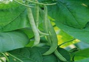 孕婦可以吃四季豆嗎？孕婦吃四季豆好嗎？