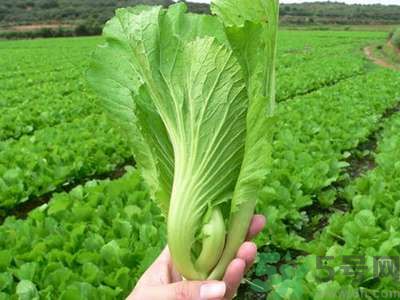 芥菜與鯽魚可以一起吃嗎？芥菜和鯽魚一起吃好不好？
