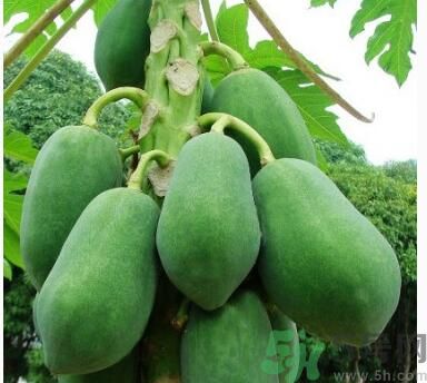 吃青木瓜可以減肥嗎？吃青木瓜有什么好處？
