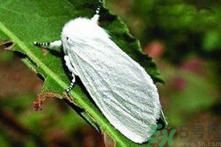 為什么15-25號(hào)不要曬被子？什么是美國(guó)白蛾？