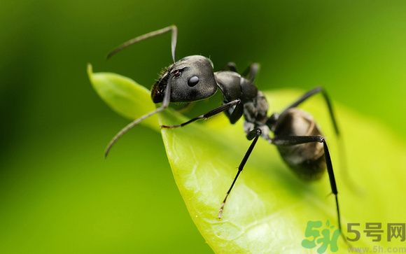 家里有螞蟻怎么辦？驅(qū)除螞蟻的方法是什么？