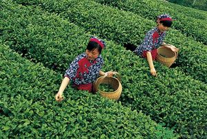 女生夏天喝什么茶最好？女生夏天適合喝什么茶？