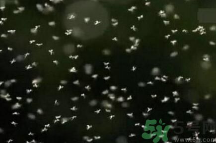 蚊子可以吃嗎？吃蚊子會怎么樣？
