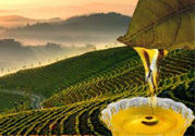 茶籽油可以天天吃嗎？可以每天用茶籽油炒菜嗎？