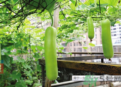女子打造城市菜園 陽(yáng)臺(tái)可以種什么蔬菜？