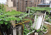 女子打造城市菜園 陽(yáng)臺(tái)可以種什么蔬菜？