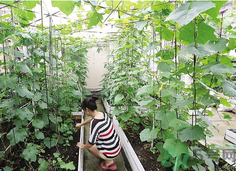 女子打造城市菜園 陽臺可以種什么蔬菜？