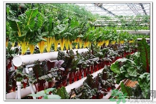 陽(yáng)臺(tái)怎么種蔬菜？陽(yáng)臺(tái)適合種什么蔬菜？