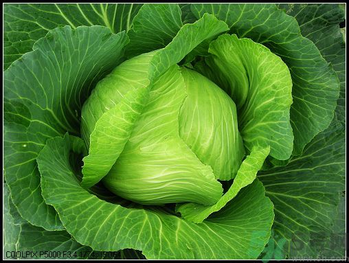 包菜外面的葉子壞了里面還能吃嗎？包菜壞了一部分還能吃嗎？