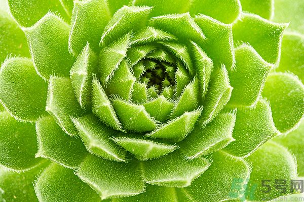 多肉植物需要澆水嗎？多肉植物澆水可以澆到葉子上嗎？