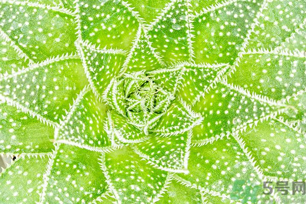 多肉植物需要澆水嗎？多肉植物澆水可以澆到葉子上嗎？
