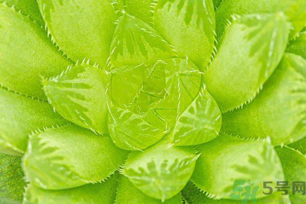多肉植物需要澆水嗎？多肉植物澆水可以澆到葉子上嗎？