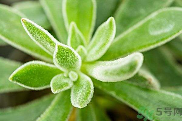 多肉植物需要澆水嗎？多肉植物澆水可以澆到葉子上嗎？