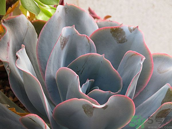 多肉植物需要澆水嗎？多肉植物澆水可以澆到葉子上嗎？