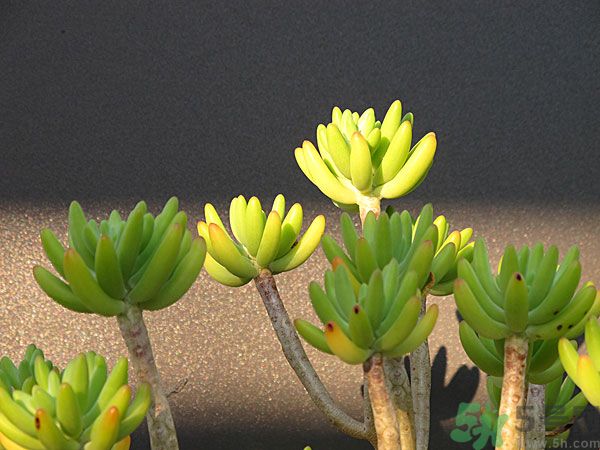 多肉植物需要澆水嗎？多肉植物澆水可以澆到葉子上嗎？