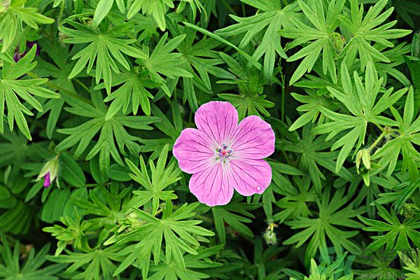 天竺葵有驅(qū)蚊作用嗎？什么植物能驅(qū)蚊子？