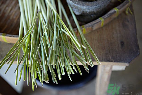 天竺葵有驅(qū)蚊作用嗎？什么植物能驅(qū)蚊子？