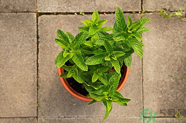 天竺葵有驅(qū)蚊作用嗎？什么植物能驅(qū)蚊子？