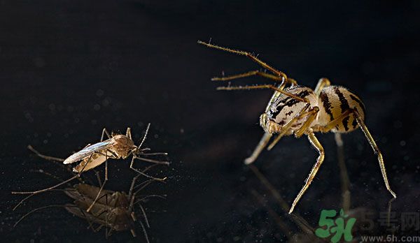 紗窗網(wǎng)密度蚊子能進(jìn)去嗎？紗窗能擋住蚊子嗎？