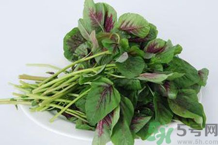 漢菜是熱性還是涼性？漢菜是涼性的嗎？
