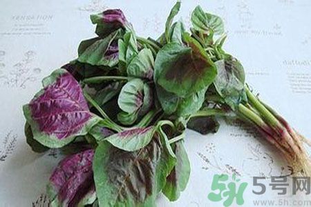 漢菜是熱性還是涼性？漢菜是涼性的嗎？