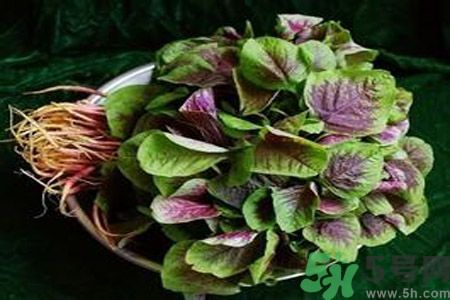 糖尿病可以吃莧菜嗎？糖尿病吃莧菜好嗎？