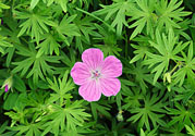 天竺葵有驅(qū)蚊作用嗎？什么植物能驅(qū)蚊子？