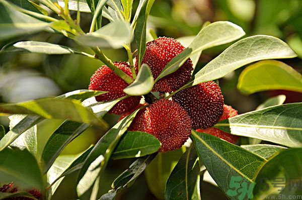 吃楊梅時(shí)可以喝茶嗎？吃楊梅時(shí)喝茶有什么壞處？