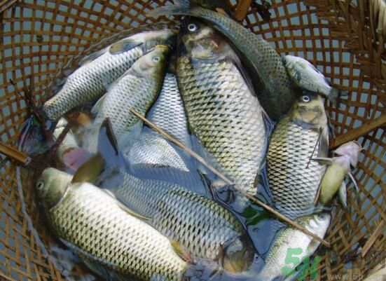 魚能和萵苣一起煮嗎？魚可以和萵苣一起吃嗎？
