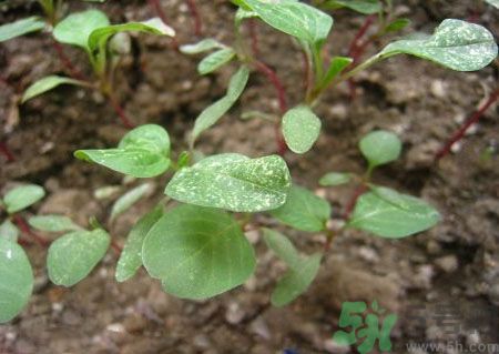 莧菜葉子上有白點(diǎn)是怎么回事？莧菜葉子上有白點(diǎn)可以吃嗎？