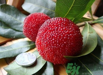 楊梅紅色好還是黑色好？楊梅顏色越深越好嗎？