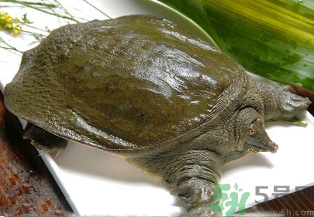 莧菜和甲魚一起吃會(huì)中毒嗎？吃了莧菜了甲魚怎么辦？