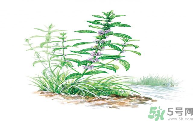 夏天吃薄荷可以解暑嗎？夏天怎么吃薄荷可以解暑？