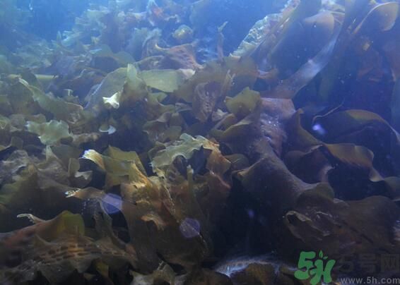 海帶綠色的好還是黃色的好？海帶綠色的比較好嗎？