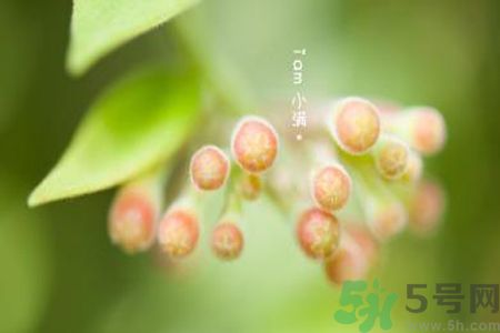 小滿名字的由來？小滿是什么意思？