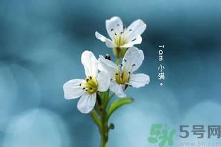 小滿(mǎn)喝什么茶？小滿(mǎn)喝什么茶好？