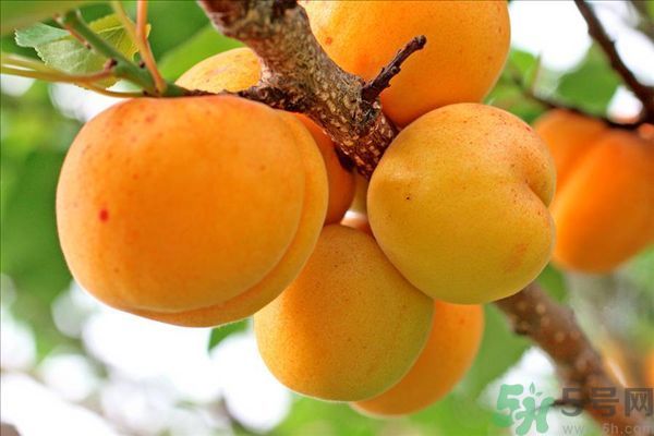 李子皮能吃嗎？李子皮的功效作用