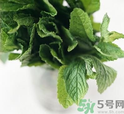 薄荷有什么功效？薄荷的攻效是什么？