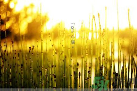 為什么小滿濕氣重？小滿怎么除濕氣？