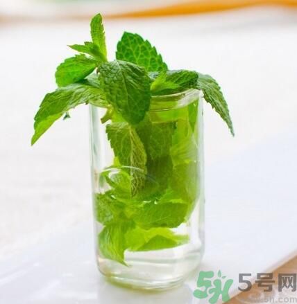  孕婦可以喝薄荷茶嗎？孕婦能喝薄荷泡的茶嗎？