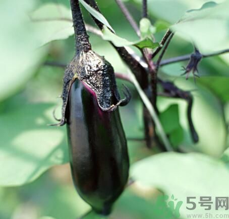 吃茄子會長胖嗎？茄子卡路里高嗎？