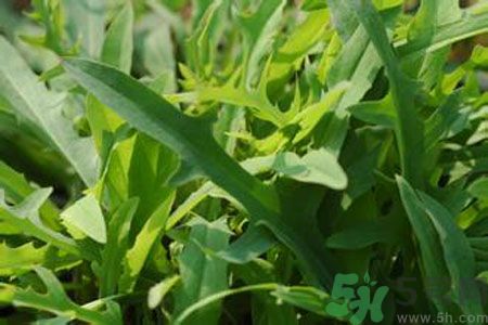 哺乳期可以吃苦菜嗎？哺乳期吃苦菜奶水會(huì)變苦嗎？
