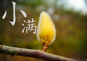 小滿名字的由來(lái)？小滿是什么意思？