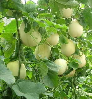 胃炎可以吃甜瓜嗎？胃炎吃甜瓜會(huì)有什么后果？