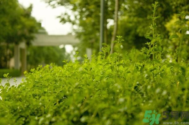 蚊子叮的包過(guò)幾天又癢是為什么？蚊子叮的包過(guò)幾天又癢怎么辦？