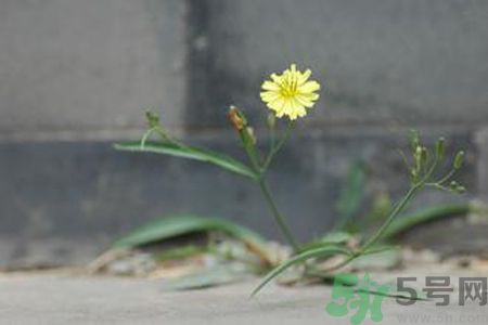 怎么挑選苦菜？挑選苦菜的方法有哪些？