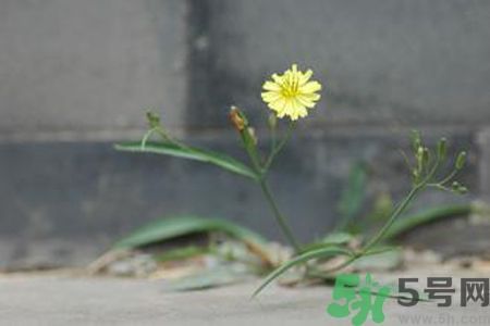 皮膚過敏可以吃苦菜嗎？吃苦菜會(huì)皮膚過敏嗎？